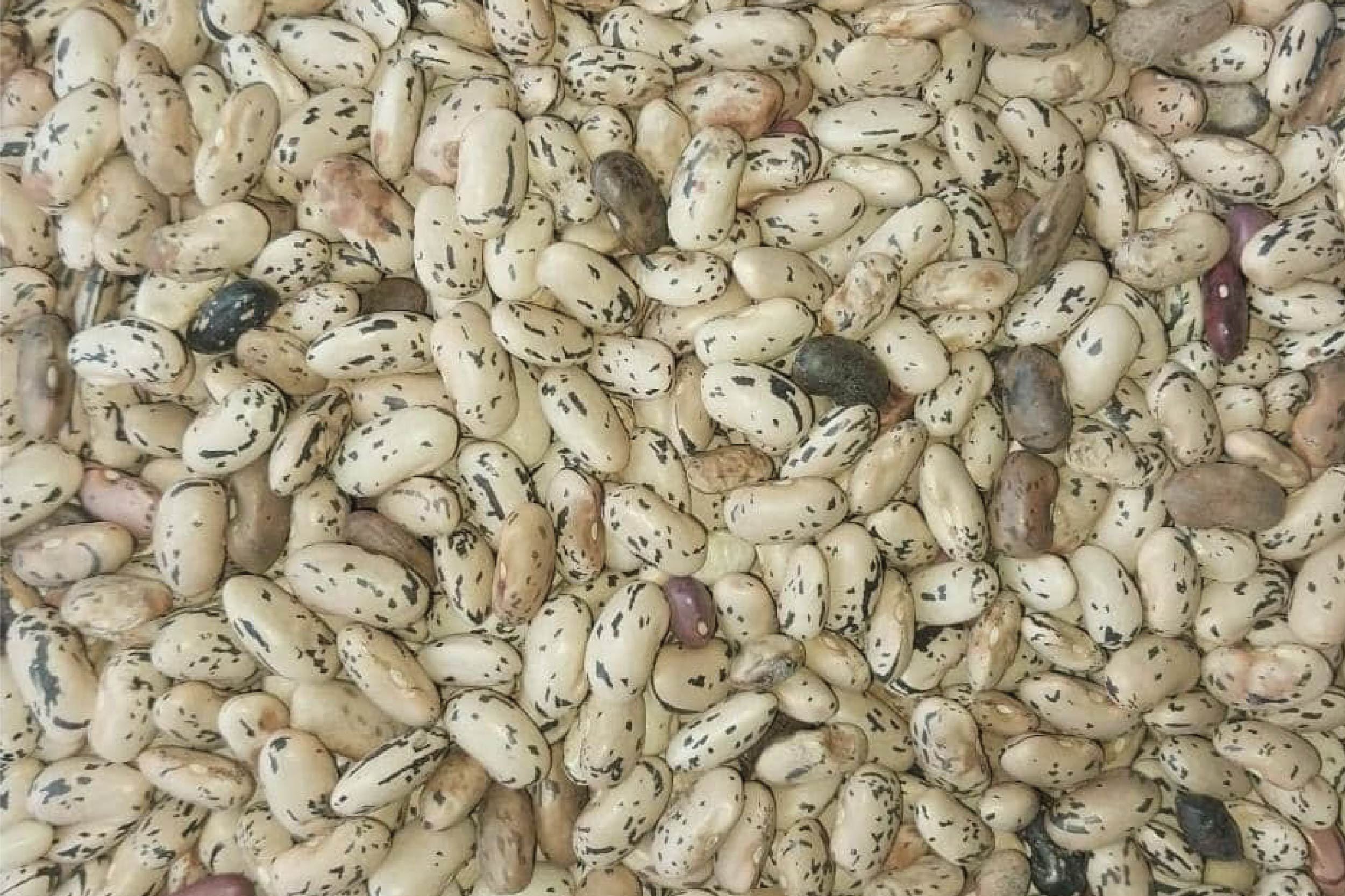 Black Speckled Beans